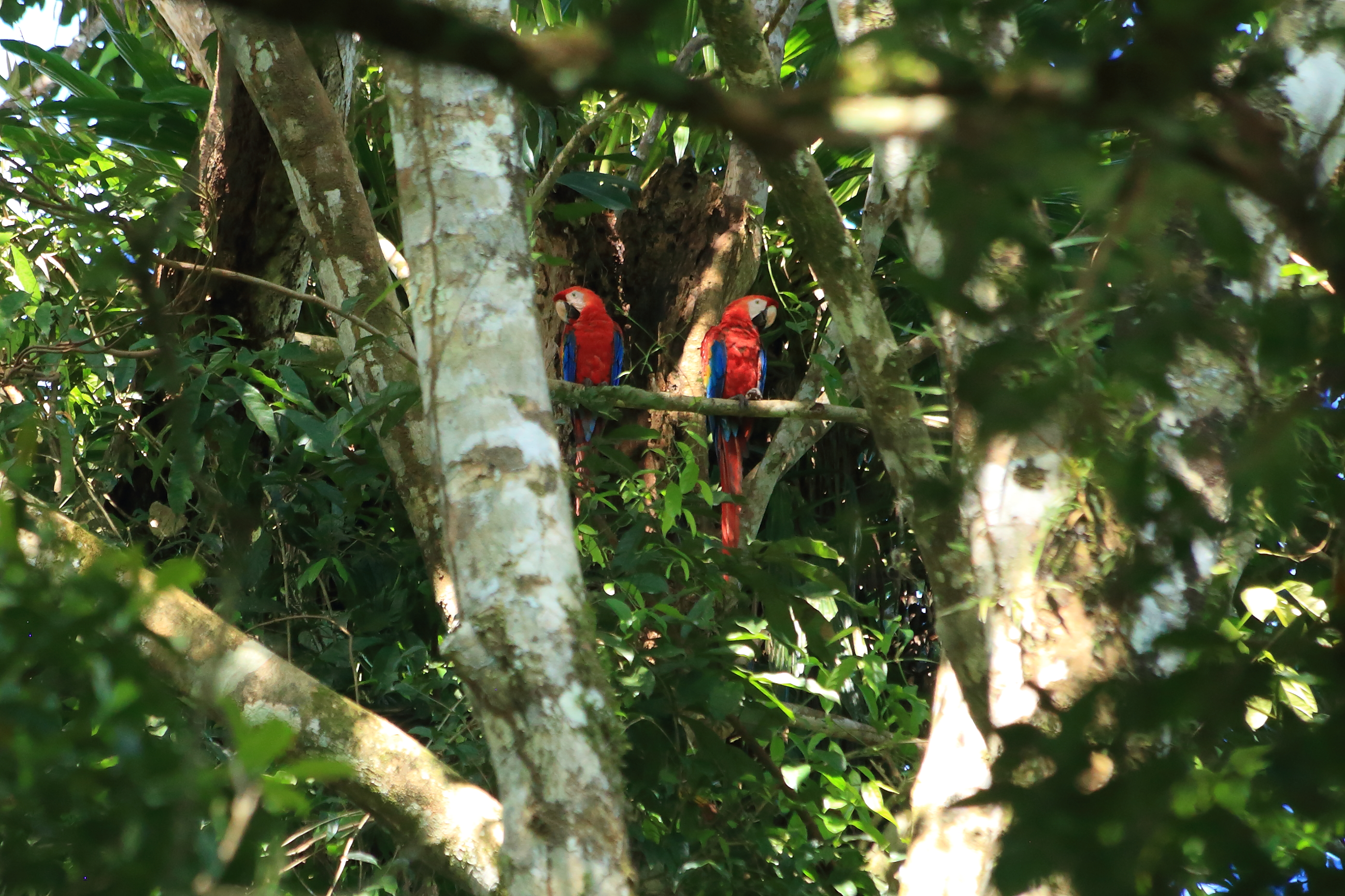 Guacamayas en Puerto Nariño